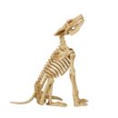 Brand 2.5 ft Animated Poseable Skeleton Wolf with Red LED Eyes Halloween Decor