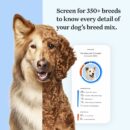 Wisdom Panel Essential Dog DNA Kit - 365+ Breeds, 30 Health Conditions, 50+ Traits, Ancestry Insights