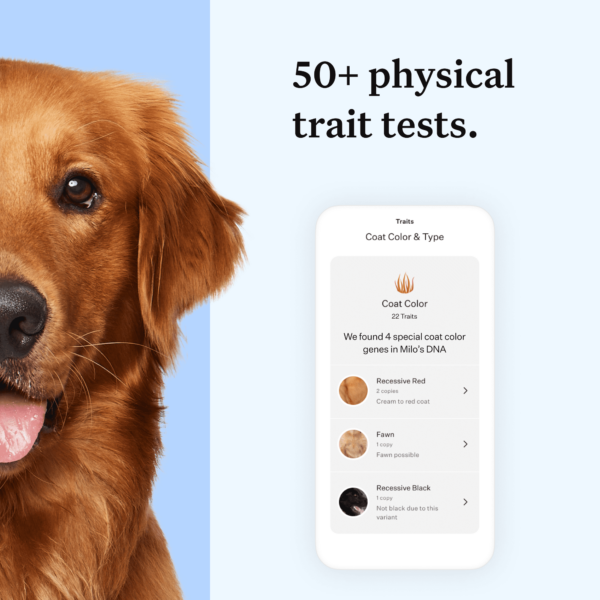 Wisdom Panel Essential Dog DNA Test Kit - 350+ Breeds & 25+ Health Conditions, Accurate Ancestry & Trait Insights - Image 4