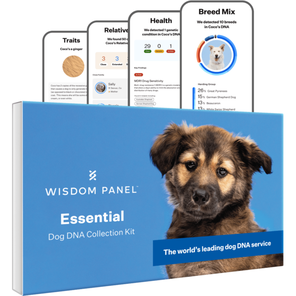 Wisdom Panel Essential Dog DNA Test Kit - 350+ Breeds & 25+ Health Conditions, Accurate Ancestry & Trait Insights