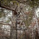 XOP Vanish Evolution 11 Lb Cast Aluminum Hang-On Treestand for Deer Hunting